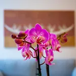 Apartament Cosmo 38 Luxury - Free Parking *